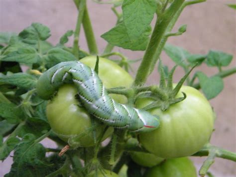 Tomato Hornworms In The Garden