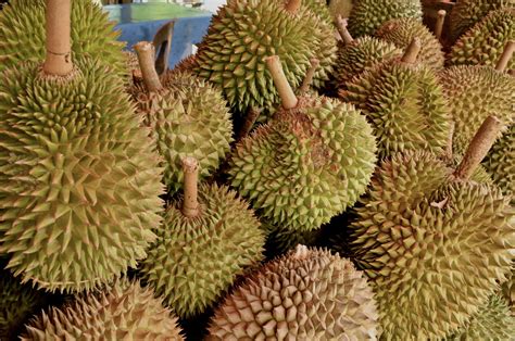 Not to forget the small seed. Durian Harvests - Musang King Durian Investments