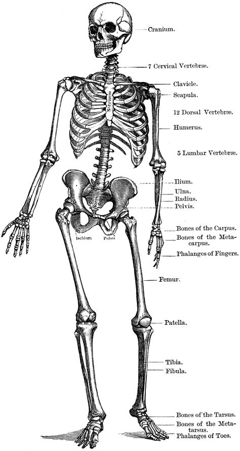 Skeletal System Of Human Body