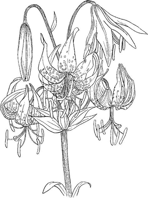 Lily Flower coloring pages. Download and print Lily Flower coloring pages
