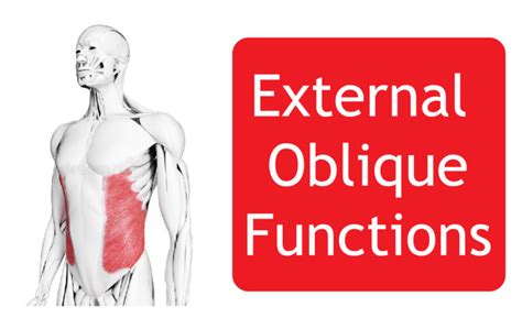 External Oblique Abdominal Muscle - Origin, Function and All