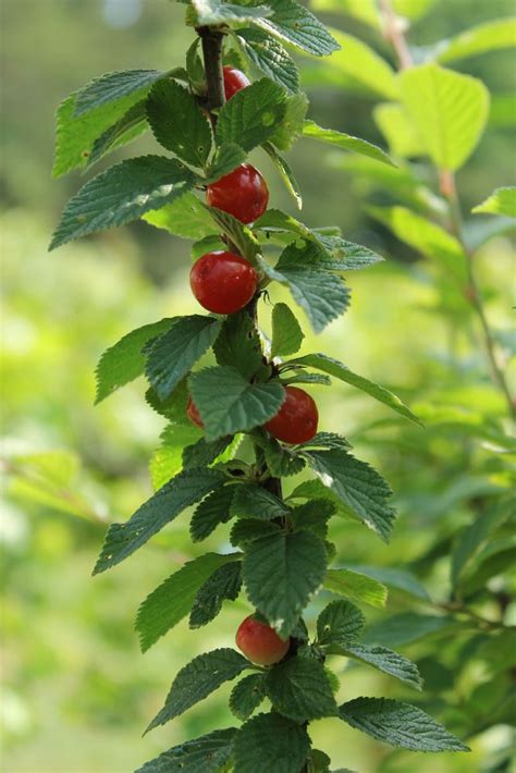 Edible Landscaping Nanking Cherry Bushes • New Life On A Homestead Edible Landscaping Edible