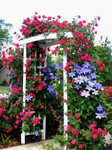 Arbor Covered With Climbing Roses And Clematis This Is Beautiful