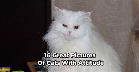 16 Great Pictures Of Cats With Attitude