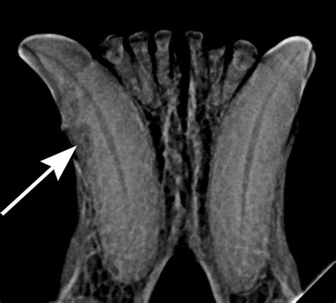 Tooth resorption, formerly termed resorptive lesions, is a phenomenon that results in painful erosions in the surface of three out of every four cats over the age of five are affected by tooth resorption. External Tooth Resorption in Cats | Today's Veterinary ...