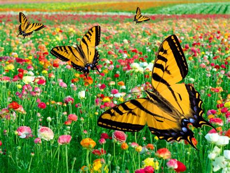 Eastern Tiger Swallowtail Butterfly Flower Field Stock Image Image