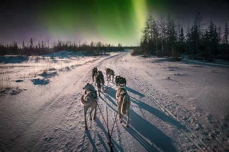 Rovaniemi Northern Lights E Husky Sleigh Ride Getyourguide