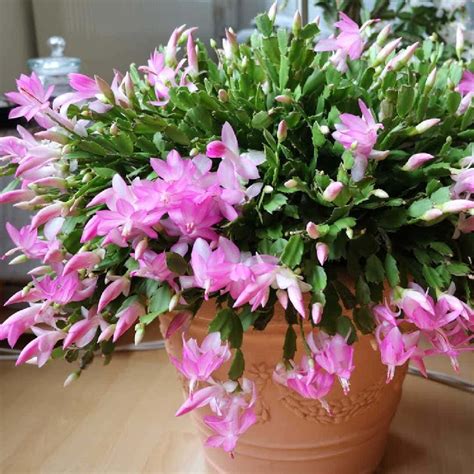 Episcopal scripture for sixth sunday of easter. Christmas Cactus vs Thanksgiving Cactus vs Easter Cactus ...