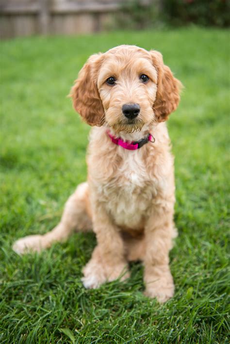 If hollywood held a casting call for the ideal dog, the golden on average, you should expect to pay somewhere in the vicinity of $800 for one; Irish Doodle