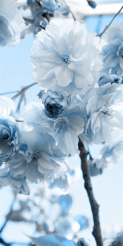 Blue Aesthetic Flowers Wallpapers Wallpaper Cave