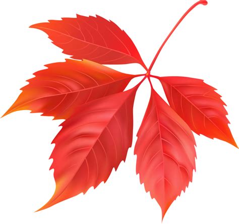 Red Maple Leaf Png Image For Free Download