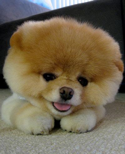 Maybe you would like to learn more about one of these? Cute Pomeranian Puppies Picture | Cute Puppy Images Pictures