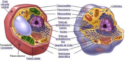 Biología Bi 3 Célula Eucarionte