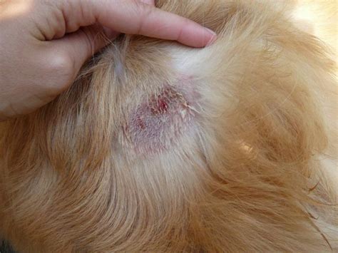 Shih Tzu Skin Bumps Dog Breed Information