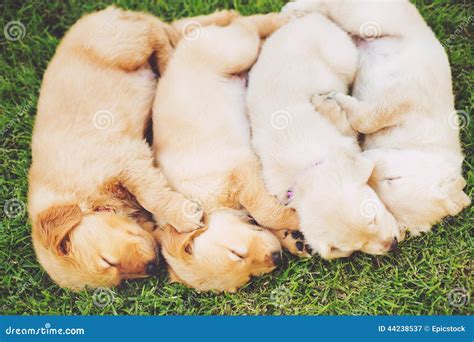 Golden Retriever Puppies Stock Image Image Of Grass 44238537