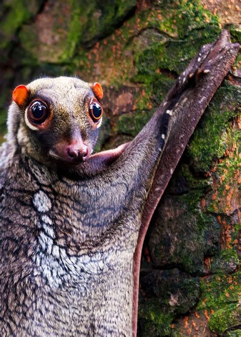 69 Strange Cool And Weird Animals Mammals Reptiles