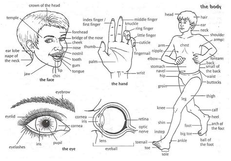 English Vocabulary Parts Of The Body And Face Internal Organs
