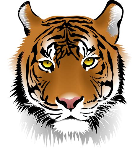 Tiger Face Illustration Png High Resolution