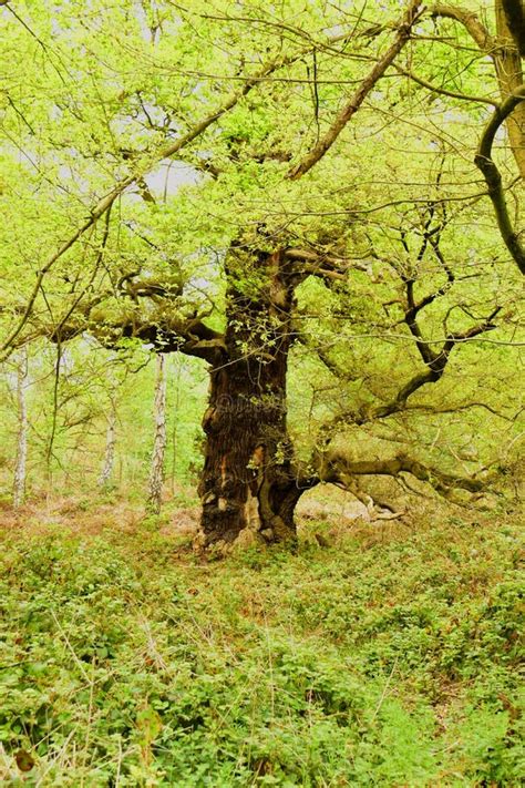 Ancient Oak Trees Gen Quercus Stock Photo Image Of National Plants