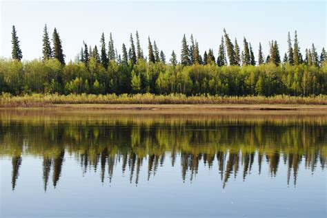 Us Environmental Group Raises Alarm On Clear Cutting In Boreal Forest