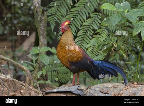 Sri Lanka Junglefowl Male Stock Photo Alamy