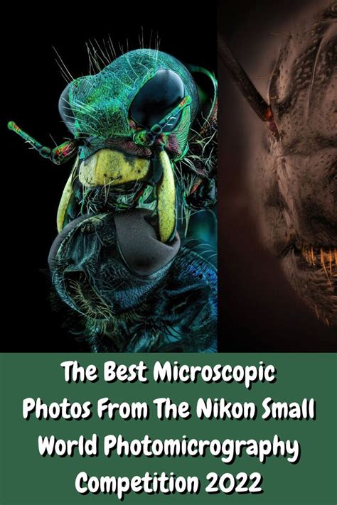 Here Are The Best Microscopic Photos As Announced By The Nikon Small