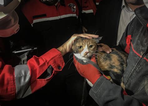 Rescue Dog Saves Cat From Debris After İzmir Quake Türkiye News