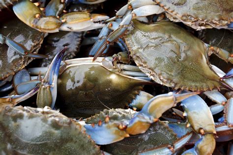 How Weather Can Make Or Break A Chesapeake Bay Blue Crab Season The
