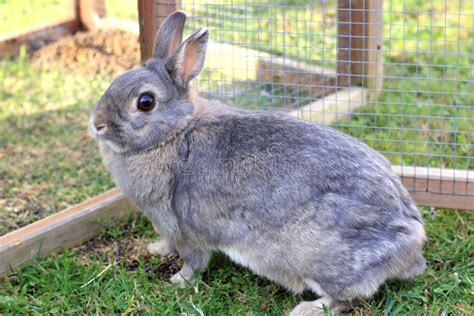 Grey Baby Rabbit Stock Photo Image Of Close Gray Bunny 52856992