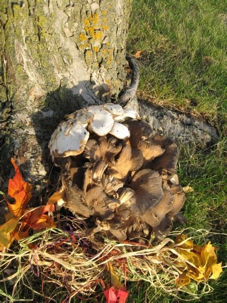 Treasured Finds Of Fall Wild Mushroom Hunters Enjoying Abundant Season
