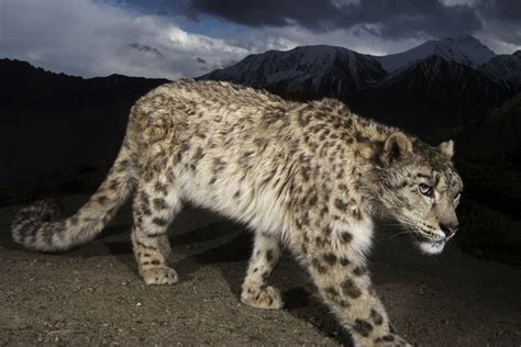 What To Know Before You Go Tracking Snow Leopards At Feet