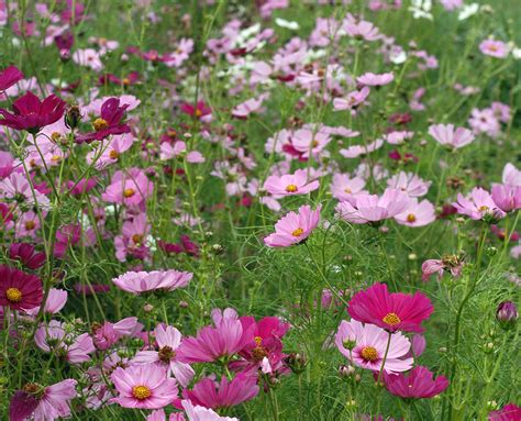 Cosmos Sensation Mix 05 G Southern Exposure Seed