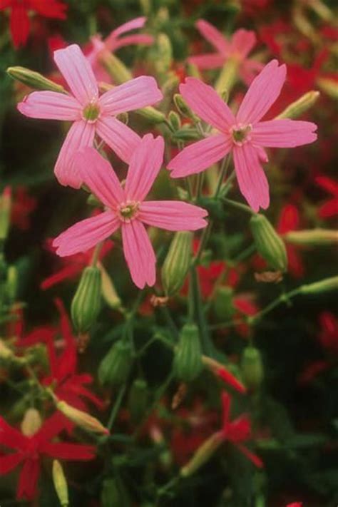 Best hummingbird flowers zone 6. 53 best Woodland Flowers & Ferns Native to North America ...