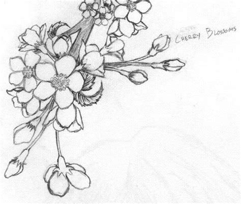Cherry Blossom Sketch By Toshiyanemura On Deviantart