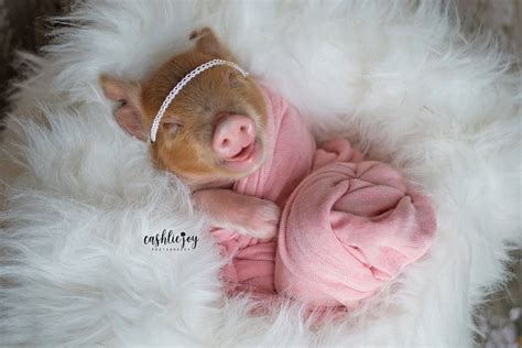 Adorable Baby Pig Pictures In A Sweet Newborn Photoshoot