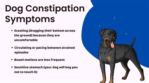 Ppt Constipation In Dogs How To Help And When To Seek Emergency Care