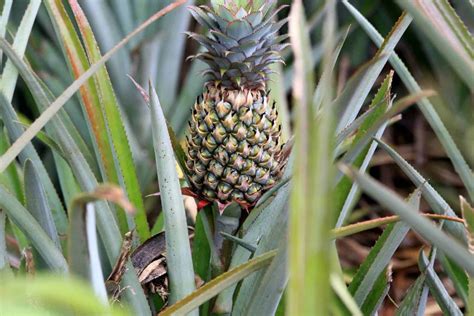 How Long Does It Take To Grow A Pineapple Tips For