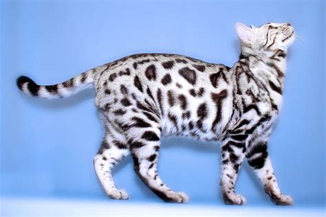 Silver Bengal Cat Breed Profile Traits Facts And Caring Tips