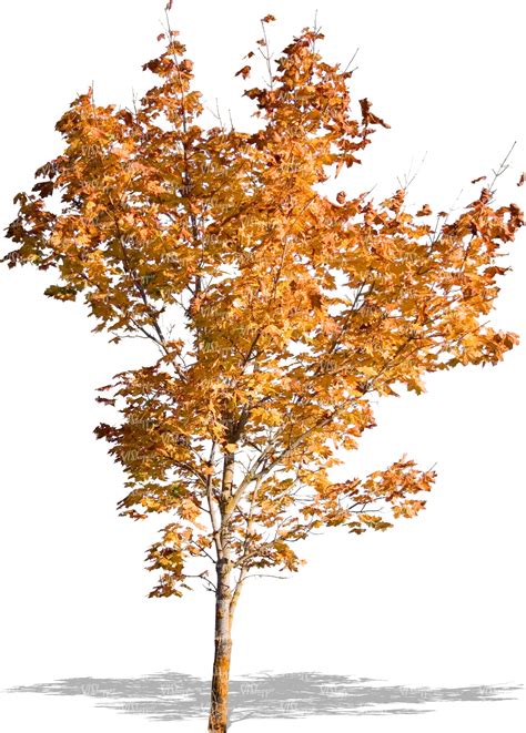 Small Tree With Autumn Leaves Vishopper