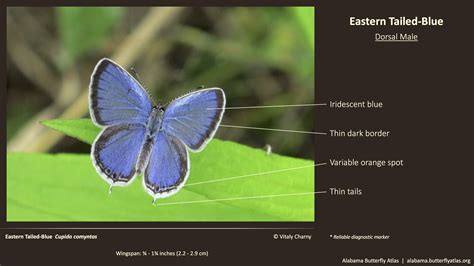 Eastern Tailed Blue Alabama Butterfly Atlas