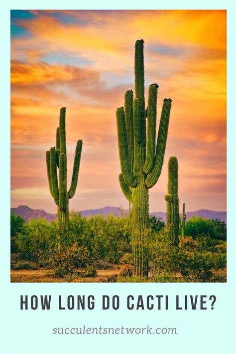 The cactus community on reddit. #cactus #cactuslife #howlong #cactusflower #planting # ...