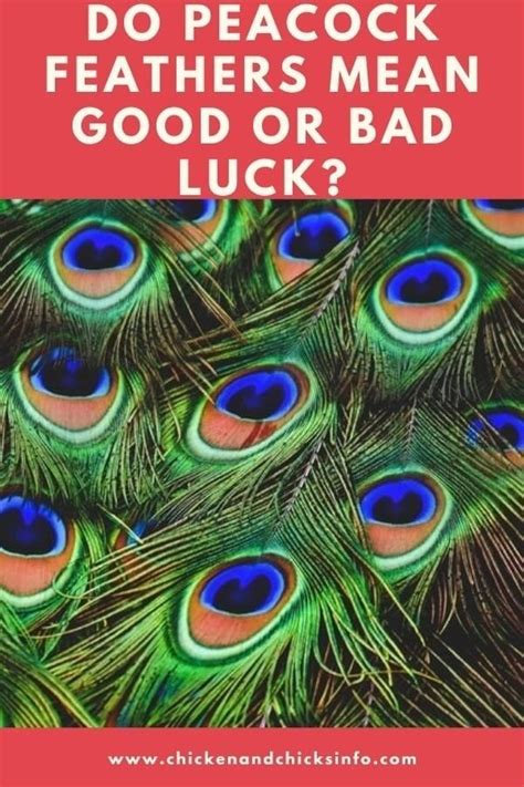 Peacock feathers bad luck or superstition? Peacock Feathers Meaning Bad Luck or Good Luck? (Both ...