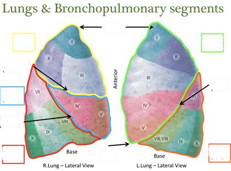 Lungs And Bronchopulmonary Segments Diagram Quizlet