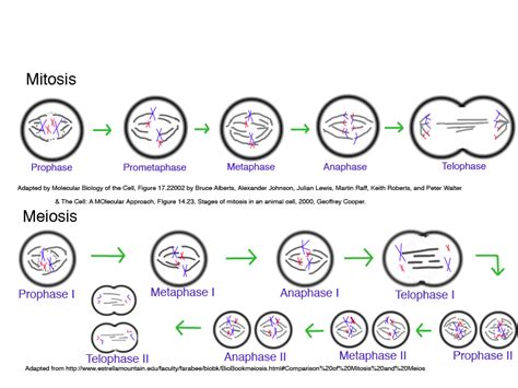 Check spelling or type a new query. Meiosis - MITOSIS AND MEIOSIS!