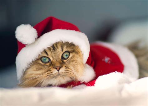 Download Cheerful Christmas Cat Picture