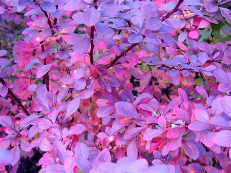Purple Autumn Leaves 4k Ultra Hd Wallpaper Background Image