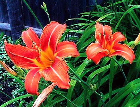 Day Lillies Day Lilies Grey Gardens Plants