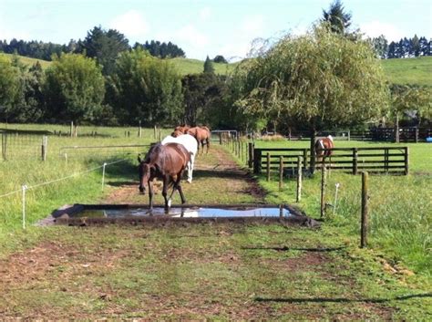 How To Make A Great Waterhole For Your Paddock Paradise Or Pasture
