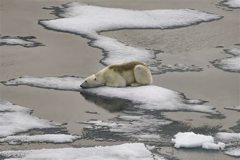 Polar Bears Are Inbreeding Due To Melting Sea Ice Posing Risk To