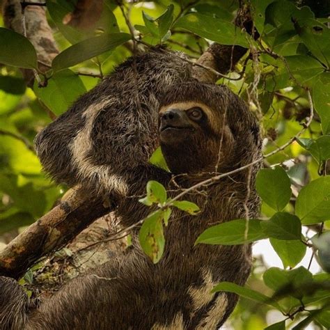 Photo By Trevor Frost Tbfrost Happy International Sloth Day The